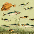 Servetter Fisk