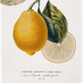 Kökshandduk Citron